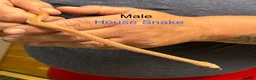 Snake reptiles for sale: Mixed Snakes - Advert 7