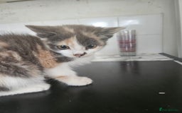 Mixed Breed cats for sale: Ready for new home kittens and 1 year female - Image 2