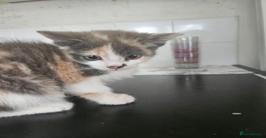 Mixed Breed cats - Advert 10