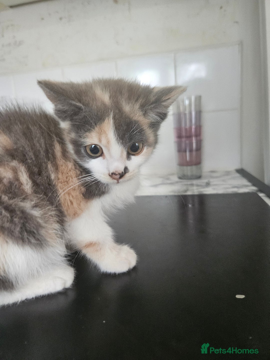 Mixed Breed cats for sale: Ready for new home kittens and 1 year female - Image 2