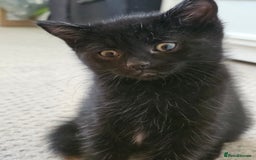 Mixed Breed cats for sale: 3 playful kittens  - Image 10