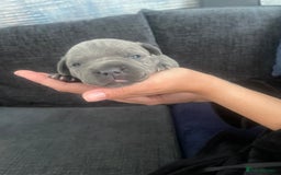 Staffordshire Bull Terrier dogs for sale: Blue Staffordshire bull terrier kc registered ❗️ - Image 12