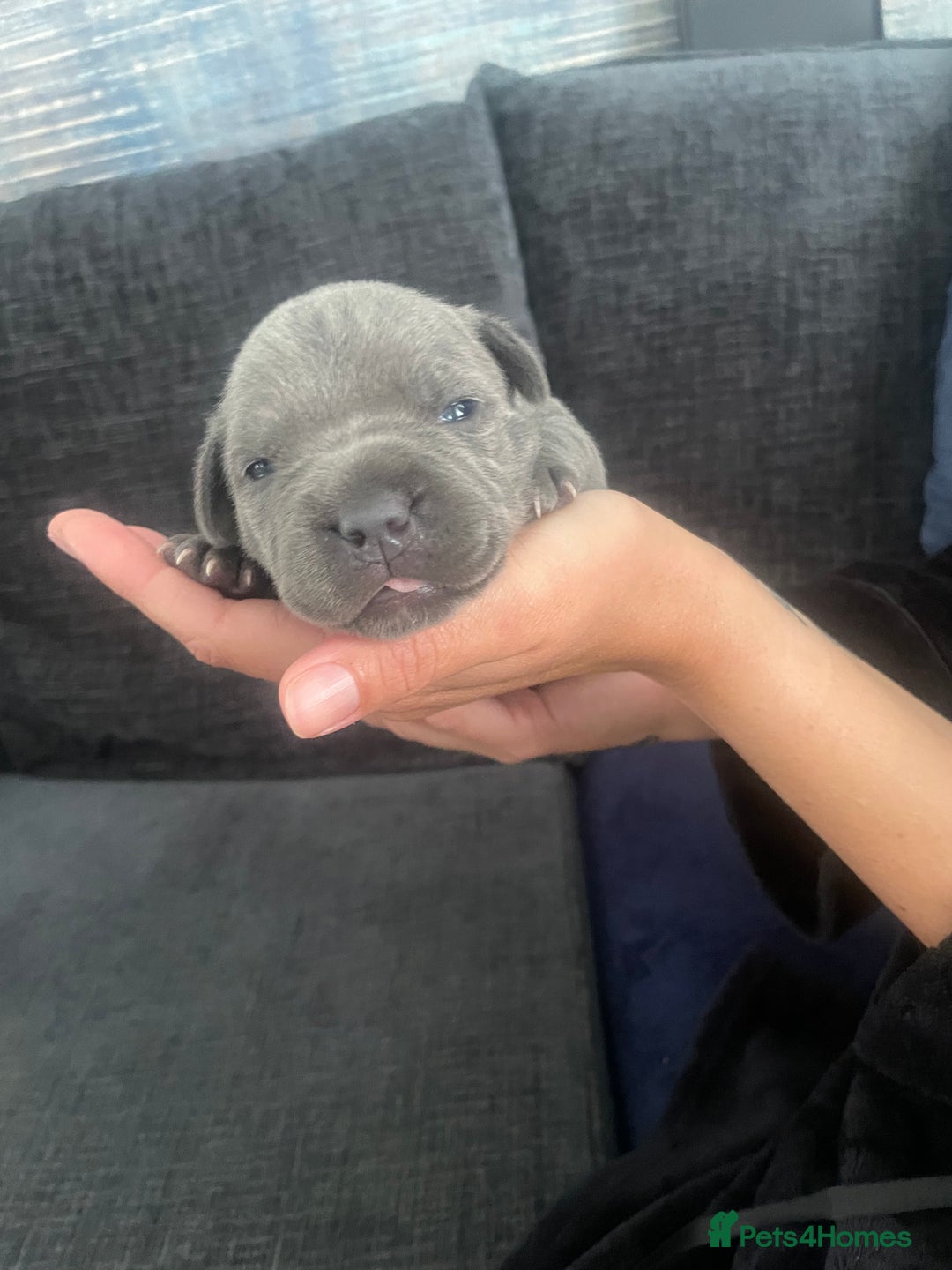 Staffordshire Bull Terrier dogs for sale: Blue Staffordshire bull terrier kc registered ❗️ - Image 12