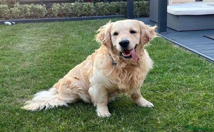 Golden Retriever dogs - Advert 1