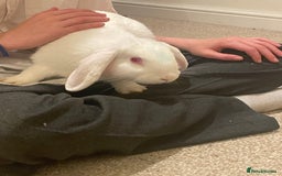 French Lop rabbits for sale: 4 x mixed breed lop bunnies 2 x albino REW 2 x not - Image 15
