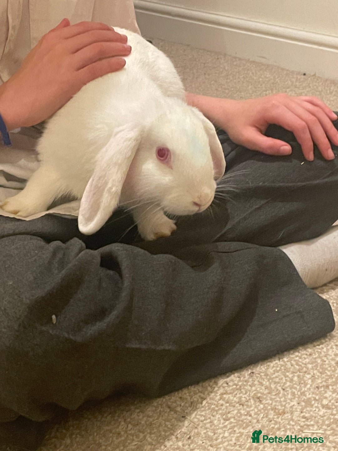 French Lop rabbits for sale: 4 x mixed breed lop bunnies 2 x albino REW 2 x not - Image 15