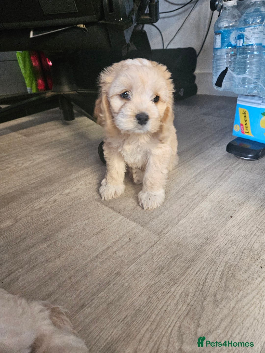 Cockapoo dogs for sale: American cockapoo  - Image 1