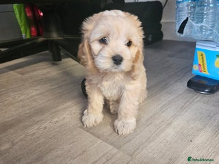 Cockapoo dogs - Advert 3