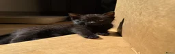 Bombay cats for sale: Beautiful Bombay x BSH Tuxedo Kittens in Bury - Advert 12