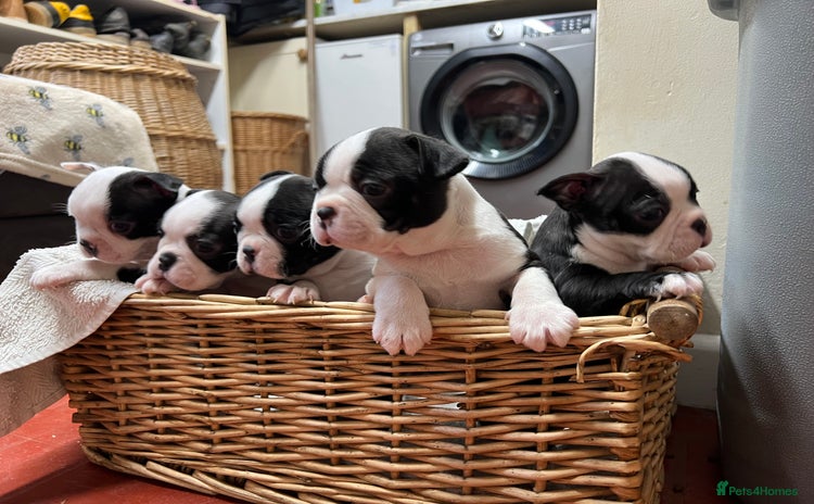 Boston Terrier dogs - Advert 1