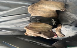 American Bull Staffy dogs for sale: 1 year 4months old - Image 1