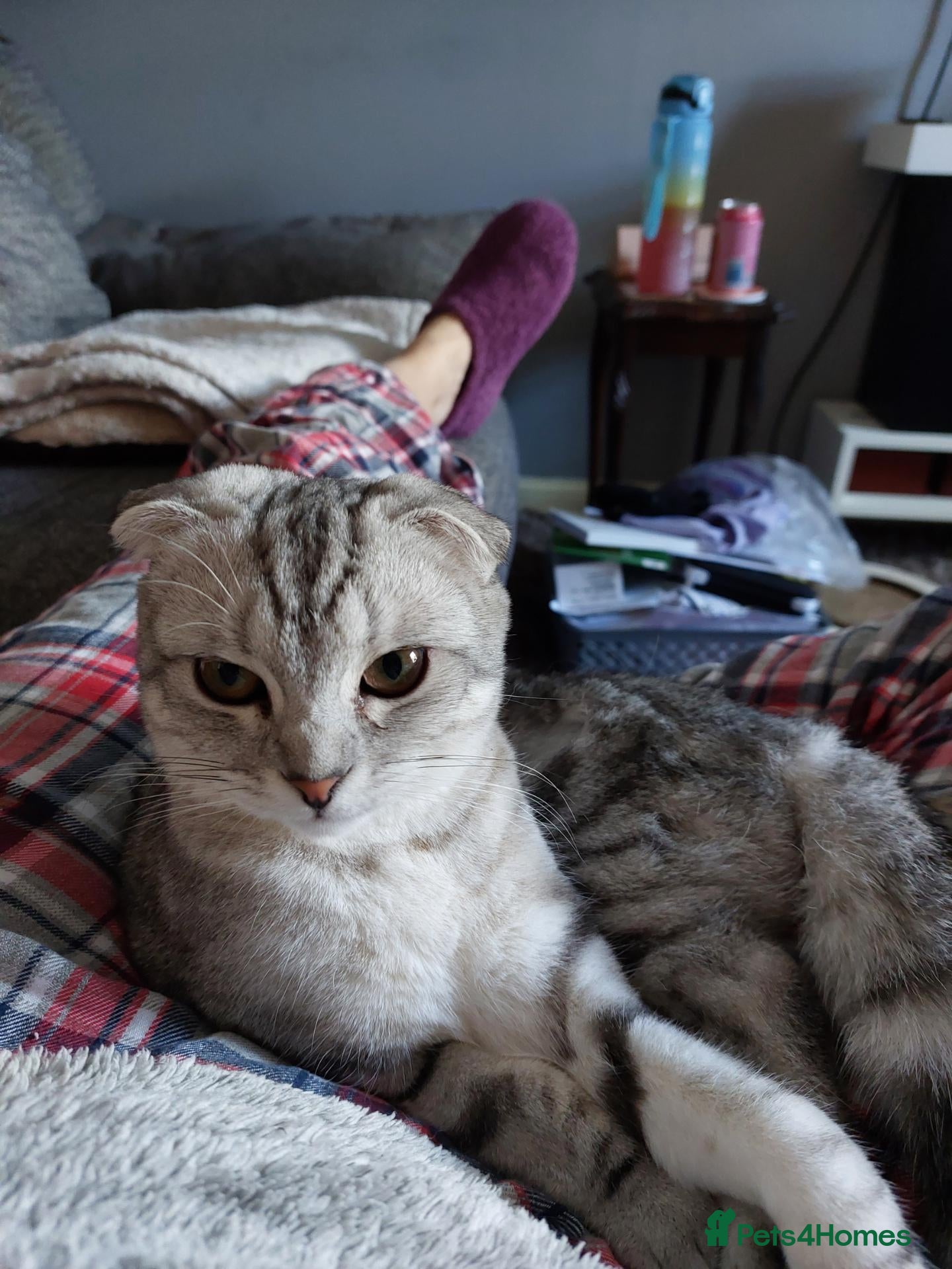Scottish Fold cats Scottish Fold - Advert 6