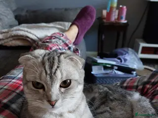 Scottish Fold cats Scottish Fold - Advert 9