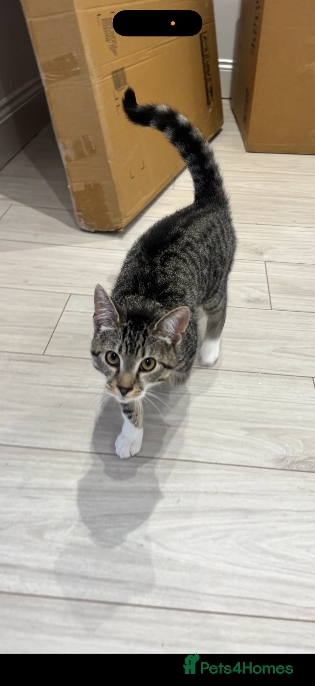 Domestic Shorthair cats for sale: Tabby Male cat for sale - Advert 6