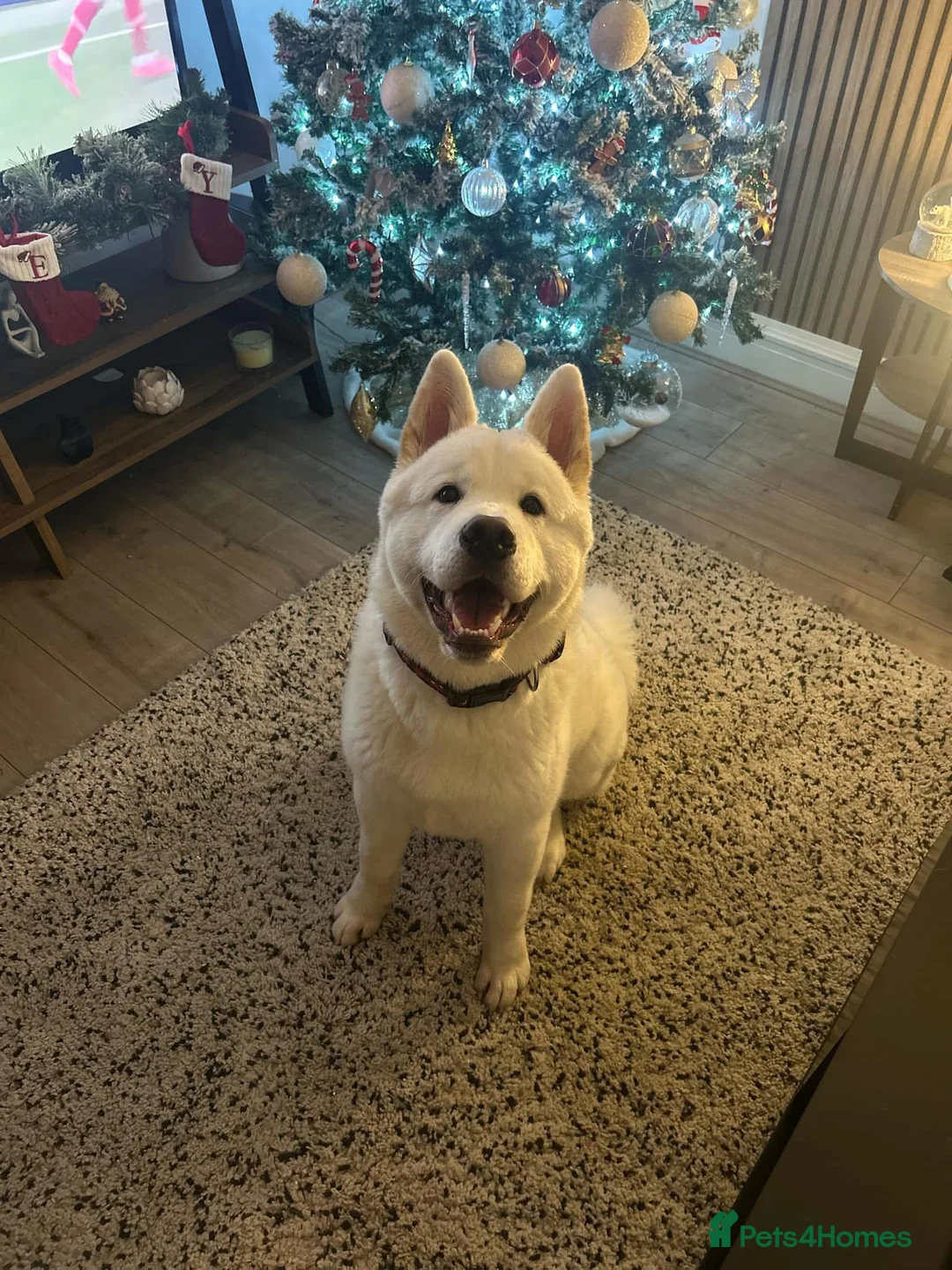 Akita dogs for sale: American Akita - Yuki  - Advert 1