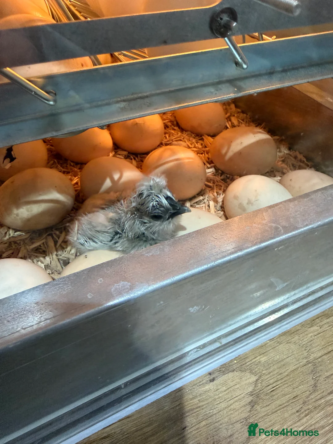 Chickens poultry for sale: Day old unsexed silkies for sale  - Advert 2