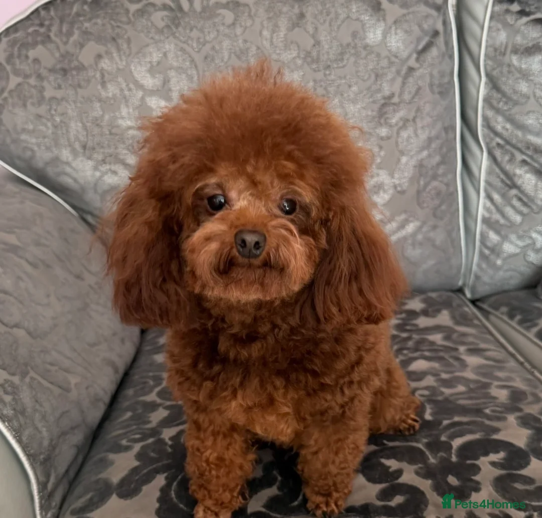 Toy Poodle dogs for stud: Stunning Asian Poodle 1.6kg for STUD ONLY - Advert 2