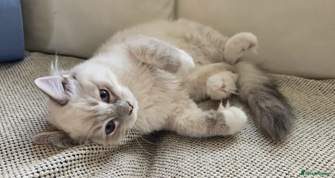 Ragdoll cats for sale: Stunning Ragdoll kittens .TICA registered  - Advert 5