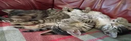 Bengal cats for sale: 4x Girls & 4x Boys – Stunning Bengal cross Kittens - Advert 2