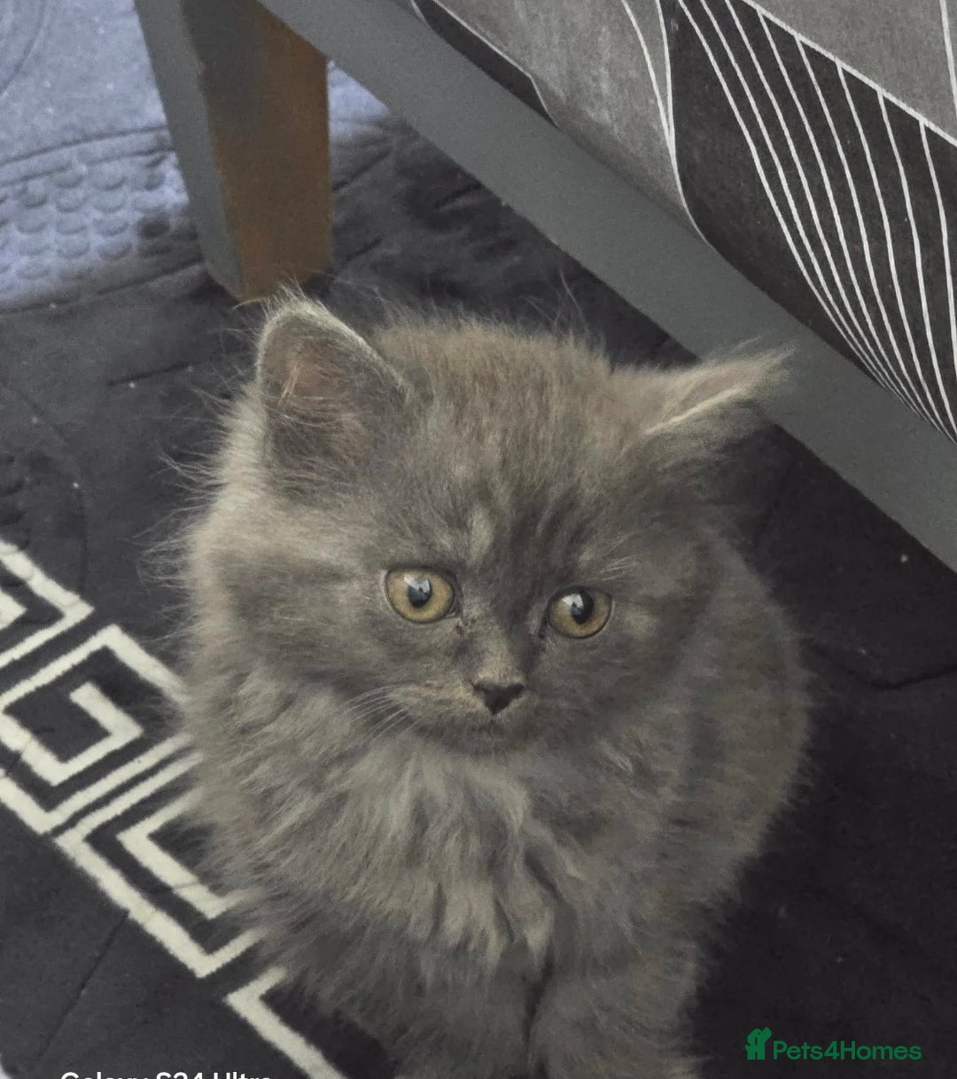 British Shorthair cats for sale: British shorthair - Advert 2