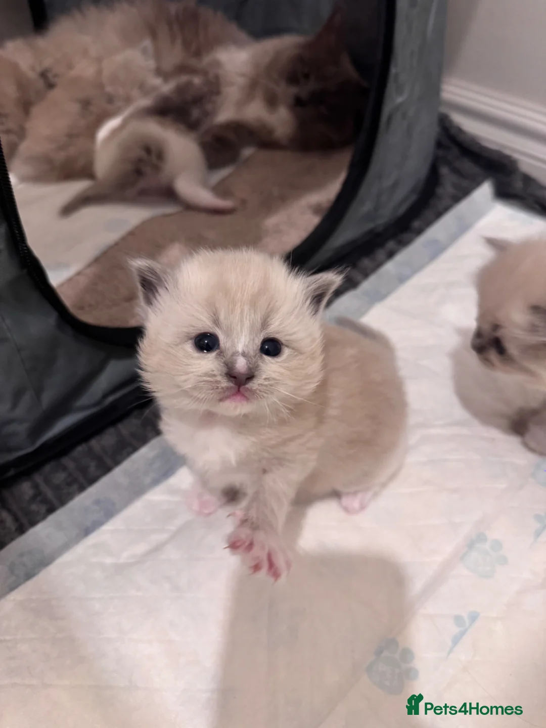 Ragdoll cats for sale: 3 beautiful mink ragdoll kittens  - Advert 2