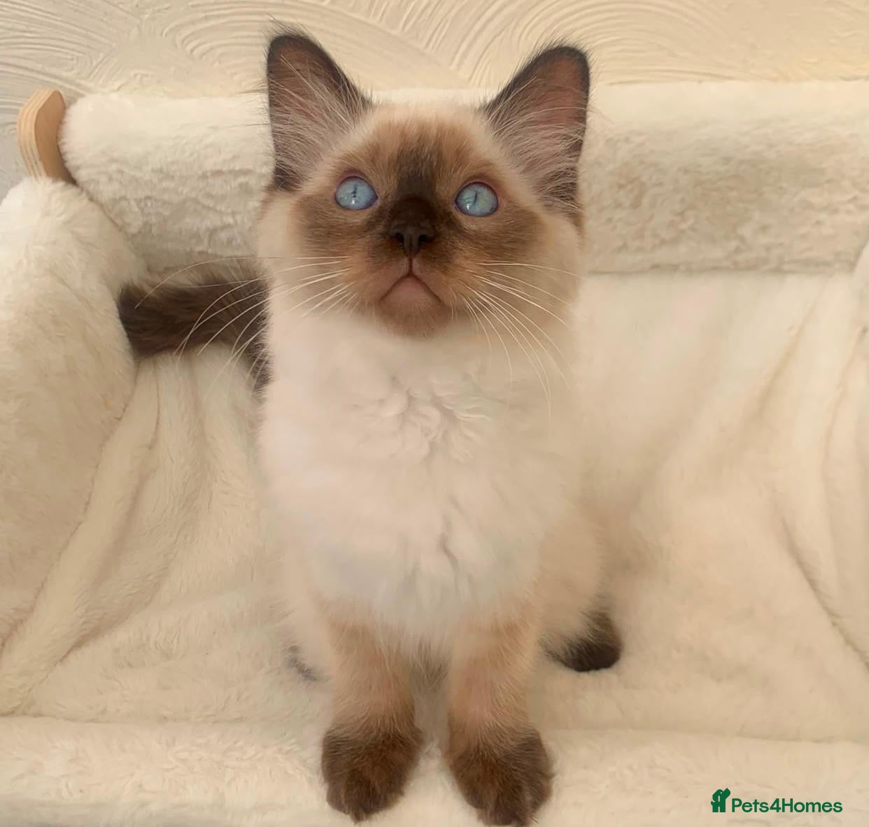 Ragdoll cats 🏆CHAMPION BLOODLINE RAGDOLL KITTENS 🥇  - Advert 2