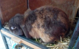 Mini Lop rabbits for sale: Mini lop rabbit - Image 5
