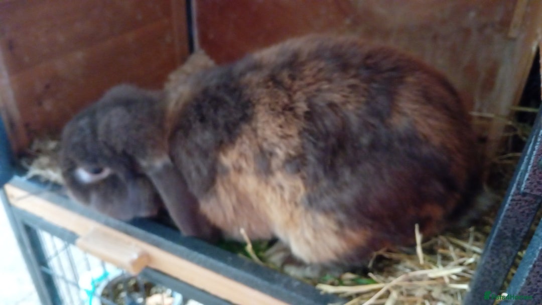 Mini Lop rabbits for sale: Mini lop rabbit - Image 5