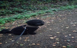 Toy Poodle dogs for sale: Two toy poodle sisiters for sale  - Image 4