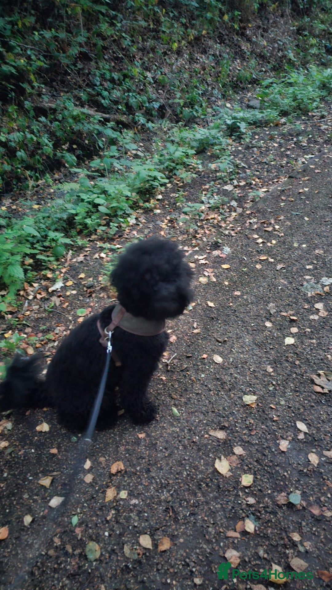 Toy Poodle dogs for sale: Two toy poodle sisiters for sale  - Image 4
