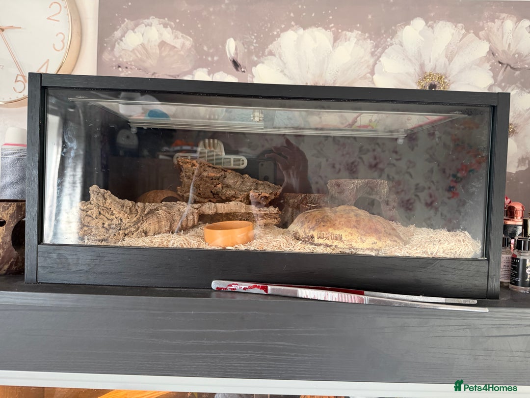 Mixed Breed reptiles for sale: Royal python and corn snake for sale in Chester  - Advert 6