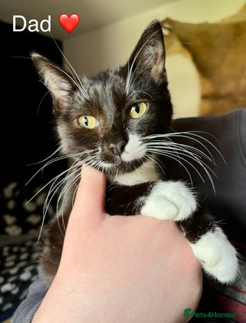 Domestic Shorthair cats - Advert 18