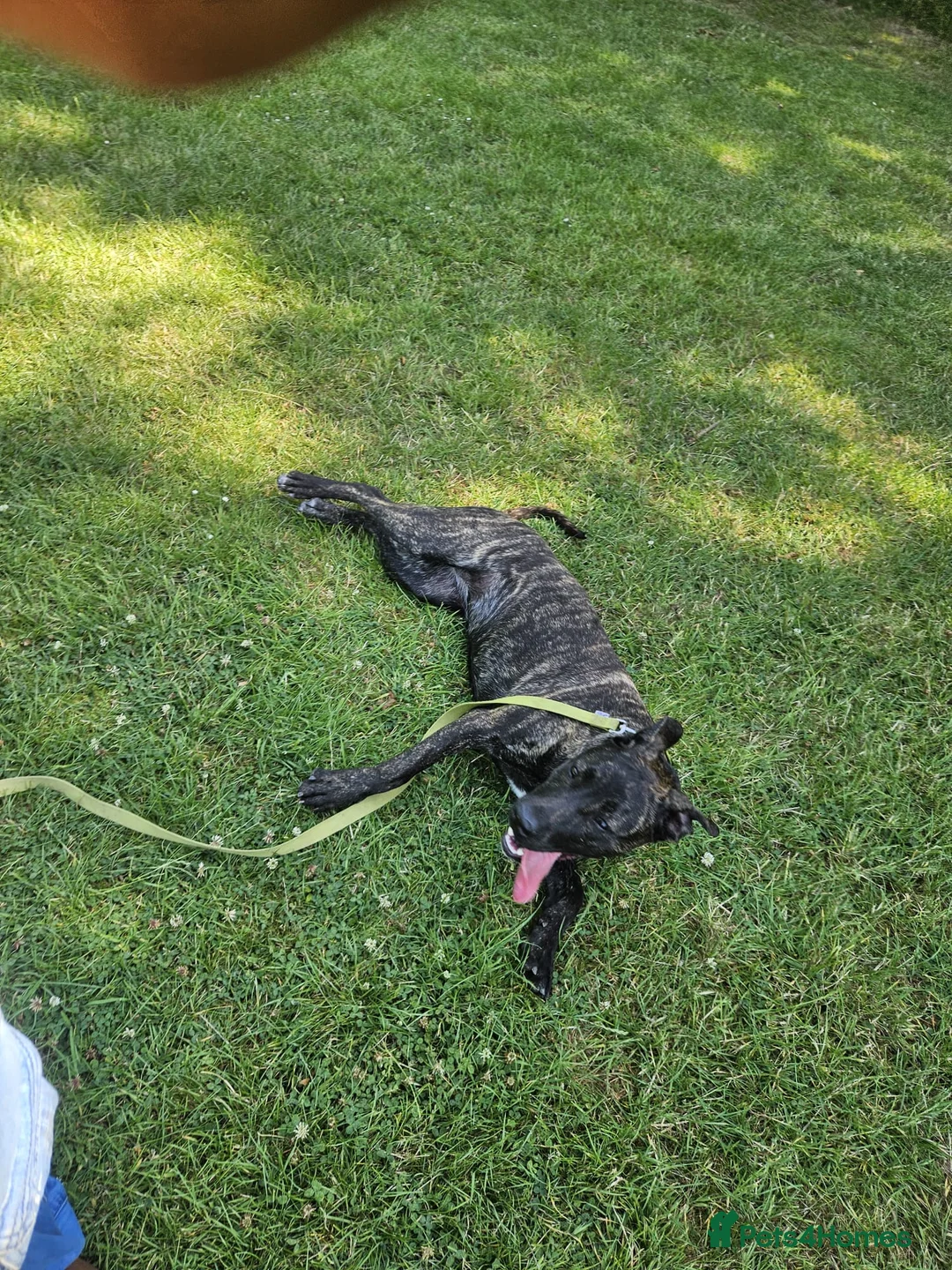 Mixed Breed dogs for sale: Mixed mastiff breed puppies in Hull - Advert 2