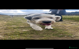 Old English Sheepdog dogs for sale: Pure old English sheepdog pups - Image 13