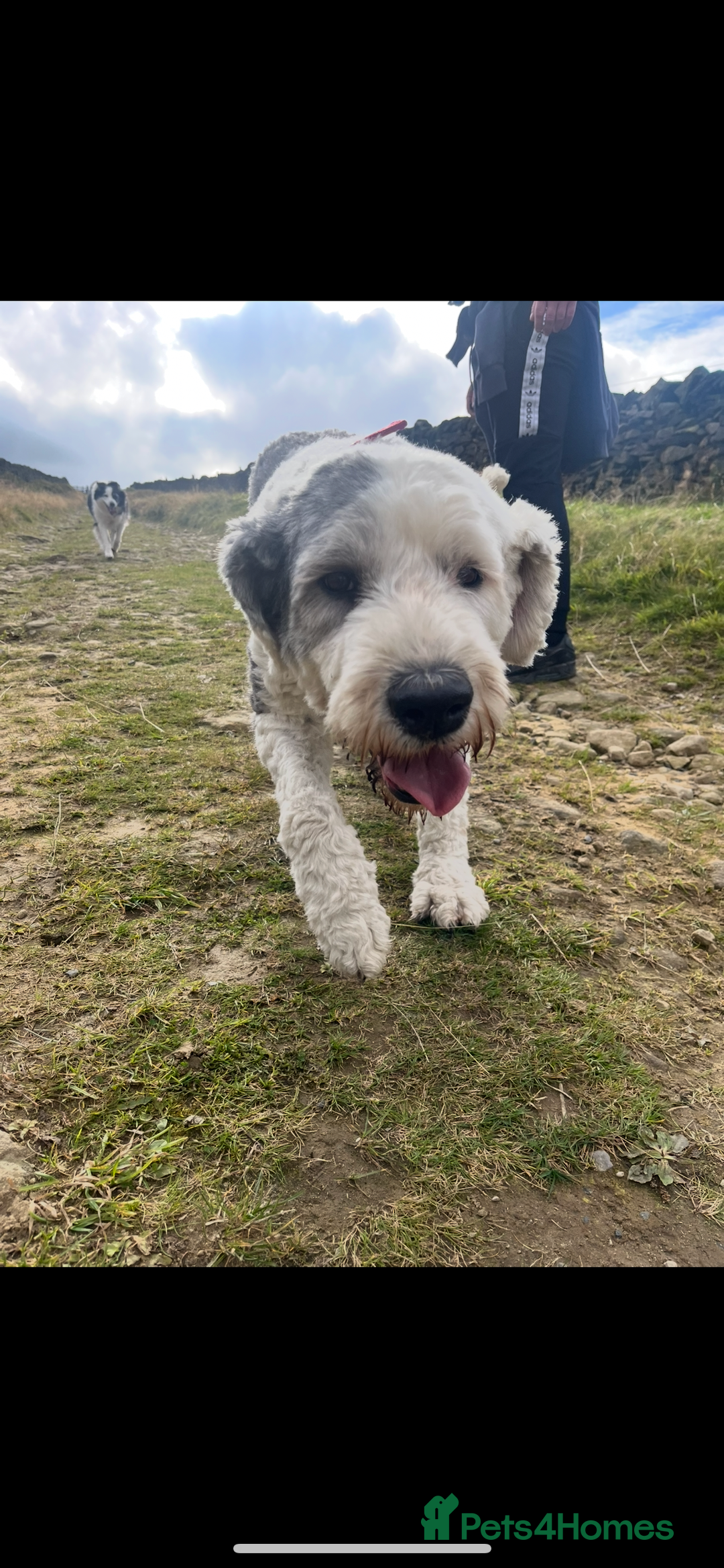 Old English Sheepdog dogs for sale: Pure old English sheepdog pups - Image 13