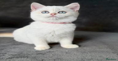 British Shorthair cats - Advert 2