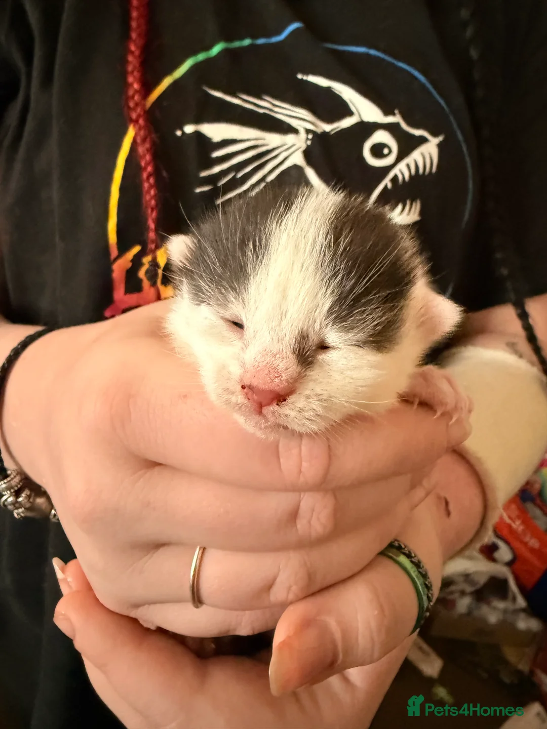 Mixed Breed cats for sale: 3 super friendly girls  - Advert 21