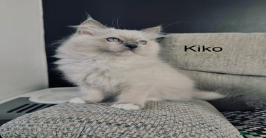 Ragdoll cats - Advert 4
