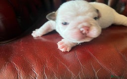 English Bulldog dogs for sale: English bulldogs - Advert 27