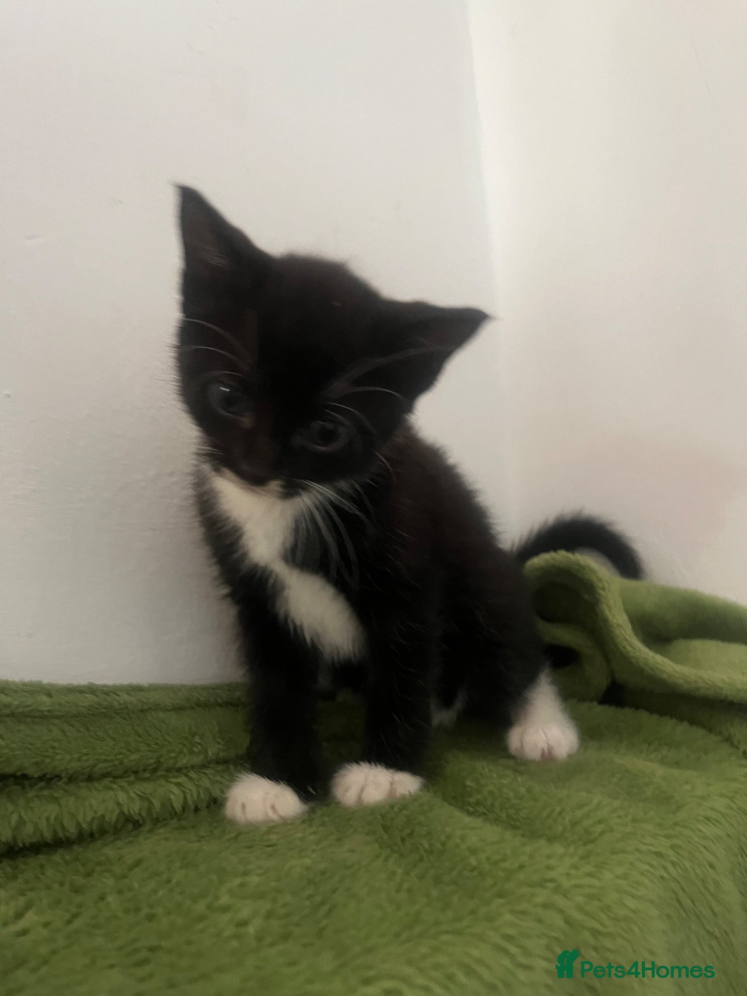 Domestic Shorthair cats 3 x Tux Kittens - Advert 2