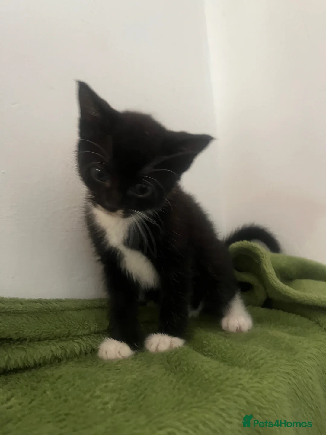 Domestic Shorthair cats for sale: 3 x Tux Kittens - Advert 1