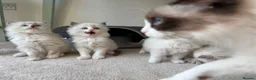 Ragdoll cats for sale: 4 beautiful, gentle, fluffy and active kittens  in Glasgow - Advert 22