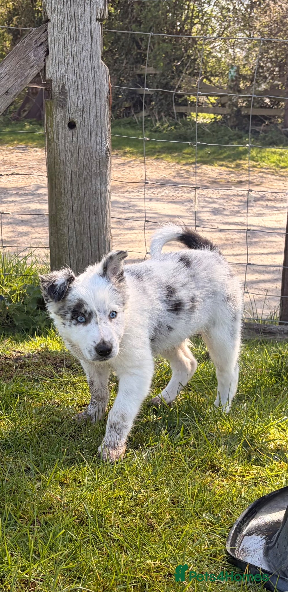 Border Collie dogs  Border Collie Pups blue Merle and black/white/tan - Advert 1