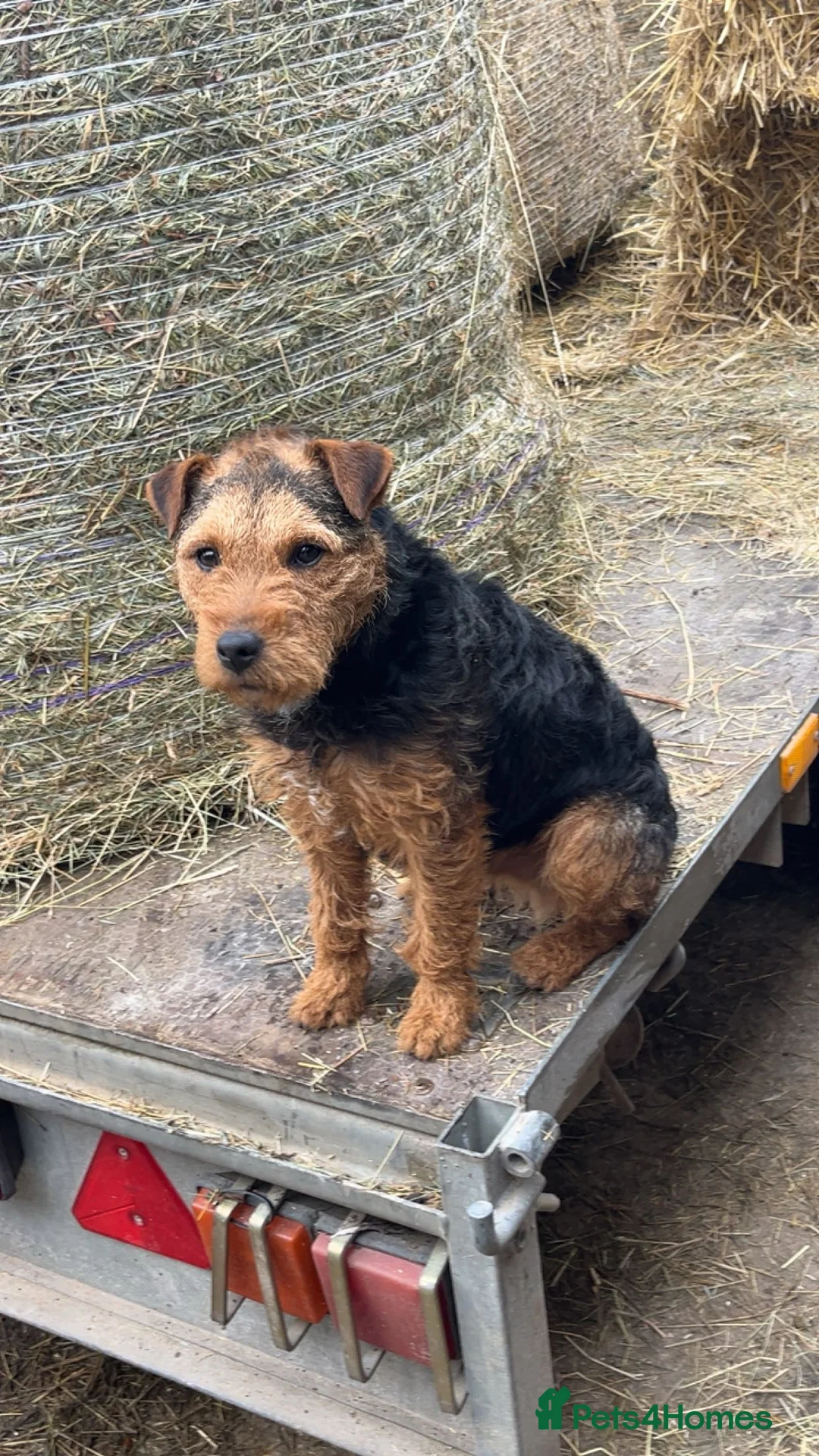 Mixed Breed dogs for sale: lakeland x jack russell  - Advert 4