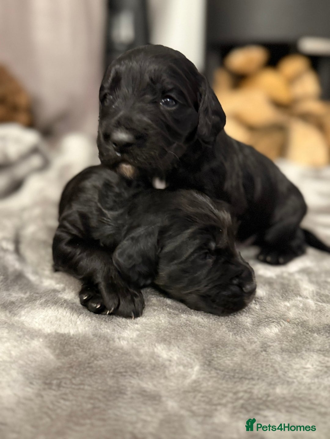 Cocker Spaniel dogs for sale: 7 cocker spaniel puppies for sale  - Advert 22