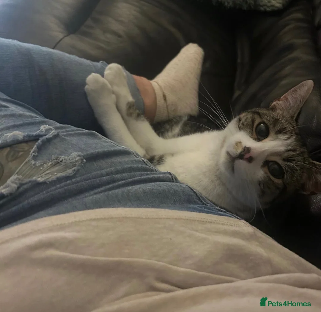 Mixed Breed cats for sale: Grey tabby - Advert 6