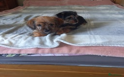 Mixed Breed dogs for sale: 💞 Beautiful Yorkie Russel Puppies 💞 - Image 5