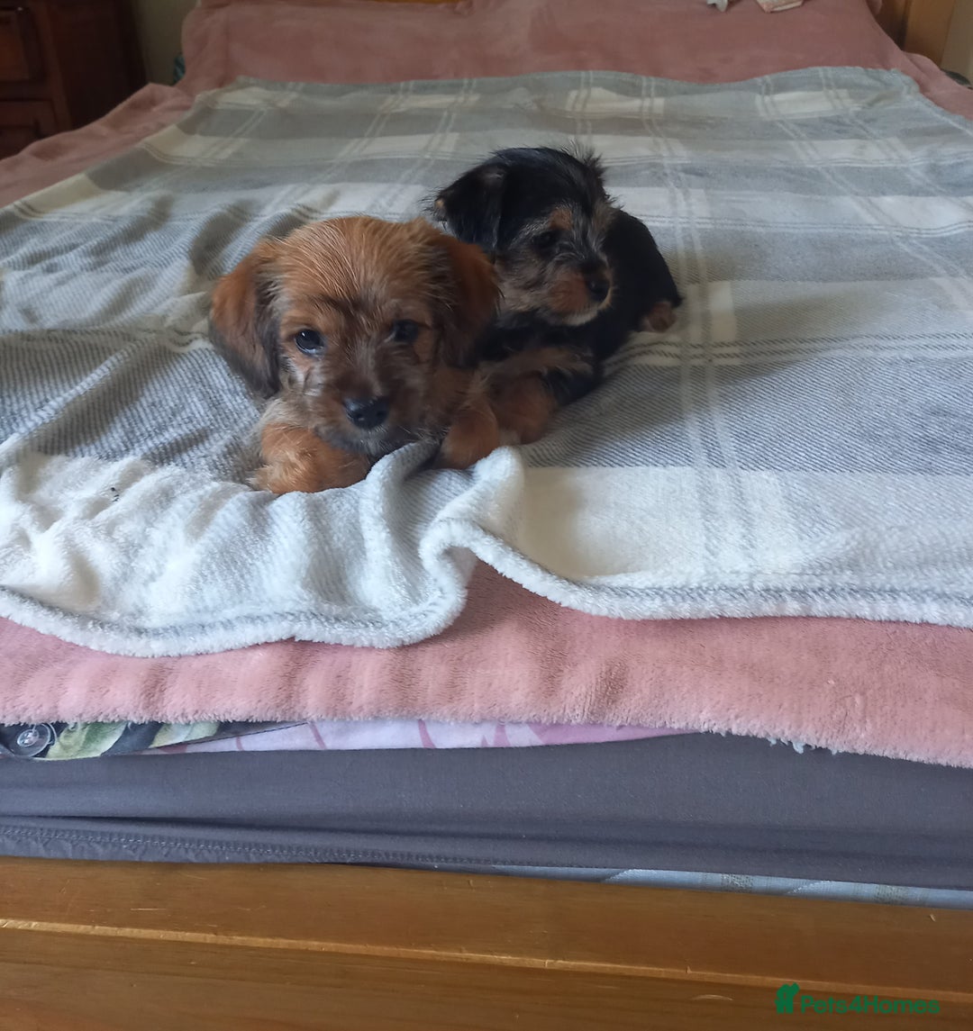 Mixed Breed dogs for sale: 💞 Beautiful Yorkie Russel Puppies 💞 - Image 5