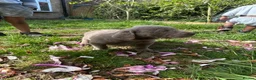 Labrador Retriever dogs for sale: 5 generations pedigree silver Labrador puppies  - Advert 18