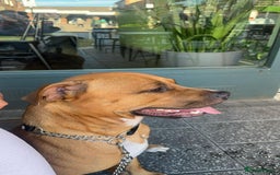 Mixed Breed dogs for sale: Help our dog Eric find a home.  - Image 1